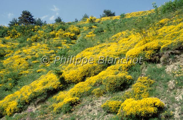 genista hispanica.JPG - Genista hispanicaGenêt d'EspagneFabacaeAragon, Espagne